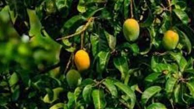 Mango is grown on around 21,600 hectares in Kangra district. (HT File) Mango is grown on around 21,600 hectares in Kangra district. (HT File)