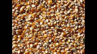 The purpose is to wean farmers from water-guzzling paddy crop to save the groundwater.