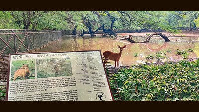 Waterlogging in the deer enclosure on Friday. (HT Photo) Waterlogging in the deer enclosure on Friday. (HT Photo)