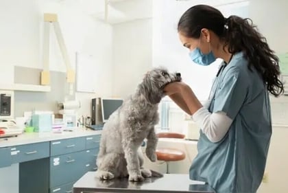 The quality of life of a pet is determined by the food they eat. (Unsplash) The quality of life of a pet is determined by the food they eat. (Unsplash)