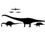 Relative sizes of various dinosaurs and a human. Relative sizes of various dinosaurs and a human.
