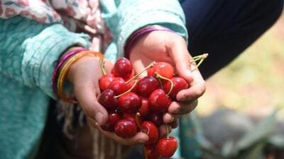 Cherry is cultivated on around 2,800 hectare of land across the Kashmir Valley. (HT File)