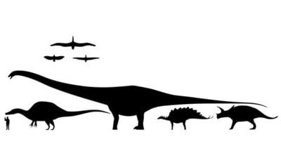 Relative sizes of various dinosaurs and a human. (Wikipedia Commons) Relative sizes of various dinosaurs and a human. (Wikipedia Commons)