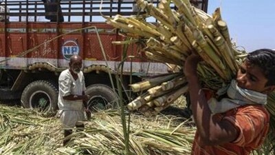 Sugarcane farmers in Maharashtra. (REPRESENTATIVE PHOTO) Sugarcane farmers in Maharashtra. (REPRESENTATIVE PHOTO)