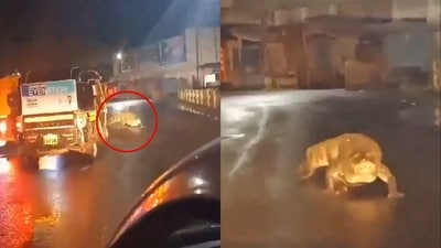 Maharashtra: Crocodile straying onto the road in Ratnagiri. (X/@htmumbai) Maharashtra: Crocodile straying onto the road in Ratnagiri. (X/@htmumbai)