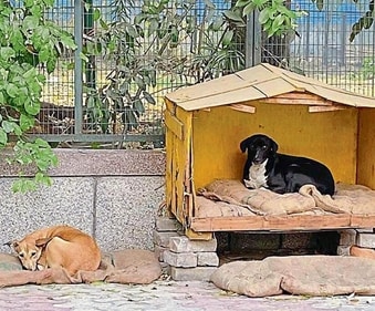 The young volunteers at NGO Helping Hands, are building old-school wooden kennels with jute beddings for street doggos. The young volunteers at NGO Helping Hands, are building old-school wooden kennels with jute beddings for street doggos.