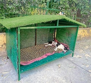 Save Strays, a Noida-based NGO, repurposes old dog cages as shelters. Save Strays, a Noida-based NGO, repurposes old dog cages as shelters.
