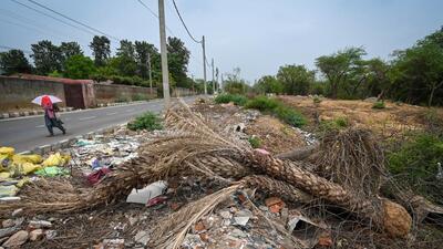 Felled trees in south Delhi. (Sanchit Khanna/HT) Felled trees in south Delhi. (Sanchit Khanna/HT)