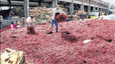 In Gadag district, farmers used to grow green gram but due to poor rainfall last year, they switched to red chilli cultivation. (HT) In Gadag district, farmers used to grow green gram but due to poor rainfall last year, they switched to red chilli cultivation. (HT)