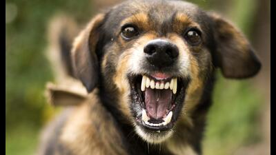 In November last year, the high court had directed that the governments of Punjab and Haryana, and the Chandigarh administration will be primarily responsible for paying compensation to victims of dog bites. (iStock) In November last year, the high court had directed that the governments of Punjab and Haryana, and the Chandigarh administration will be primarily responsible for paying compensation to victims of dog bites. (iStock)