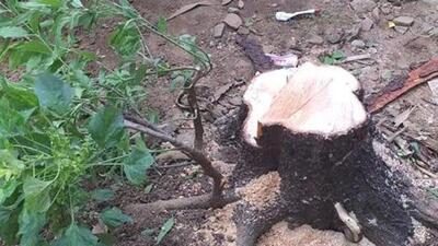 Mulabagilu range forest officer Jyothi Shivakote Chikkarudraiah said the incident took place at around 1 to 2 am at night in Kashipura reserve forest (HT)