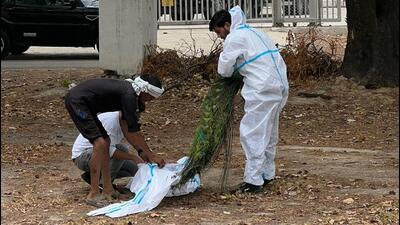 The forest official added that heatstroke, however, is not the only reason behind the deaths, with post-mortem also revealing pneumonia and hepatosis. (HT Photo)