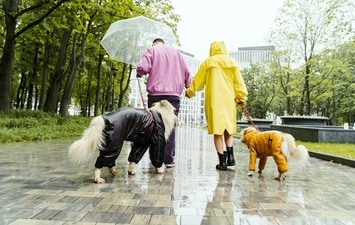 Puddle-jump in style with the best dog raincoats and keep your furry friend dry and fashionable in any downpour. (Pexels) Puddle-jump in style with the best dog raincoats and keep your furry friend dry and fashionable in any downpour. (Pexels)