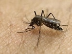 The Zika virus is transmitted through the bite of an infected Aedes mosquito and indoor breeding of the mosquito is a cause for concern, said officials. (HT PHOTO)