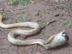 A cobra swallowed a cough syrup bottle in Odisha. A cobra swallowed a cough syrup bottle in Odisha.