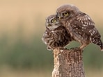 The U.S. Fish and Wildlife Service strategy released Wednesday is meant to prop up declining spotted owl populations in Oregon, Washington state and California. 