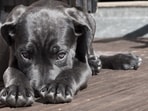 Here is how you can calm your pets during the Fourth of July fireworks.
