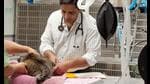 A vet at work. (Shutterstock)