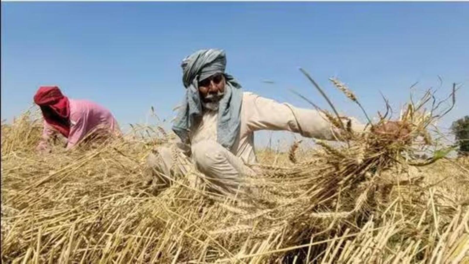 India reaps record wheat output despite drop in area | Hindustan Times