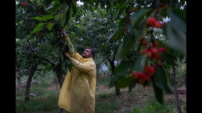 A Kashmiri farmer plucks cherries at an orchard in Srinagar, Indian controlled Kashmir, Friday, June 21, 2024. Agriculture and horticulture are the main income source in the region. (AP Photo/Dar Yasin) (AP) A Kashmiri farmer plucks cherries at an orchard in Srinagar, Indian controlled Kashmir, Friday, June 21, 2024. Agriculture and horticulture are the main income source in the region. (AP Photo/Dar Yasin) (AP)