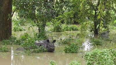 A rhino and its calf in the floodwaters near Kaziranga National Park on the National Highway on Tuesday (Twitter/@CMOfficeAssam) A rhino and its calf in the floodwaters near Kaziranga National Park on the National Highway on Tuesday (Twitter/@CMOfficeAssam)