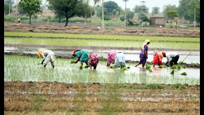 As per figures from the state agriculture department, about 60% paddy transplantation has taken place over 17.5 lakh hectares. (HT file) As per figures from the state agriculture department, about 60% paddy transplantation has taken place over 17.5 lakh hectares. (HT file)