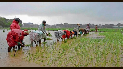 PAU experts advice farmers to be vigilant, inspect crops regularly. (HT file photo for representation)