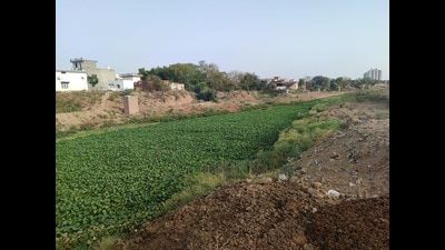 Rajinder Ghai, superintending engineer (drainage), says the weed from the Badi Nadi will be removed in a day or two. Rajinder Ghai, superintending engineer (drainage), says the weed from the Badi Nadi will be removed in a day or two.