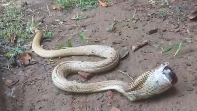 A cobra swallowed a cough syrup bottle in Odisha. (X/@susantananda3) A cobra swallowed a cough syrup bottle in Odisha. (X/@susantananda3)