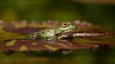 Pantanal: It is the world's largest freshwater wetland, home to a wide variety of flora and fauna. The highest density of water-loving feline jaguars is found here. It's also a great place for bird watching. To unwind in the lap of nature as you river cruise, Pantanal is the place for you. (Pixabay) Pantanal: It is the world's largest freshwater wetland, home to a wide variety of flora and fauna. The highest density of water-loving feline jaguars is found here. It's also a great place for bird watching. To unwind in the lap of nature as you river cruise, Pantanal is the place for you. (Pixabay)