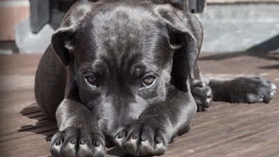Here is how you can calm your pets during the Fourth of July fireworks. Here is how you can calm your pets during the Fourth of July fireworks.