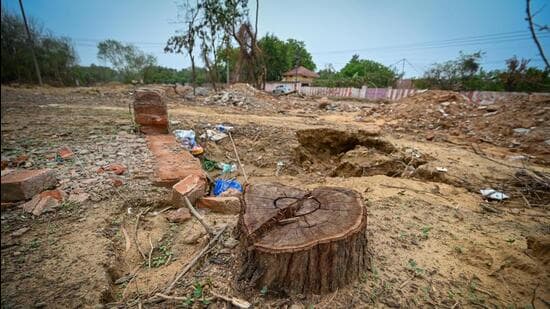 Remnants of large trees can be seen in the shape of thick stumps with a circumference of about 2-3 metres along the stretch. (Sanchit Khanna/HT Photo)