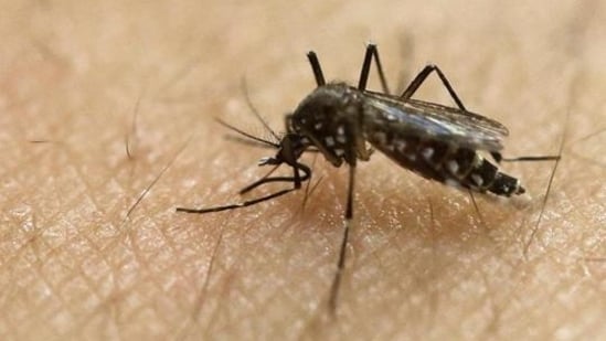 The Zika virus is transmitted through the bite of an infected Aedes mosquito and indoor breeding of the mosquito is a cause for concern, said officials. (HT PHOTO)