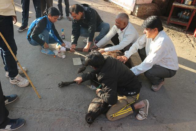 Vets attending to a calf in Rishikesh. (d_odin/Shutterstock) Vets attending to a calf in Rishikesh. (d_odin/Shutterstock)