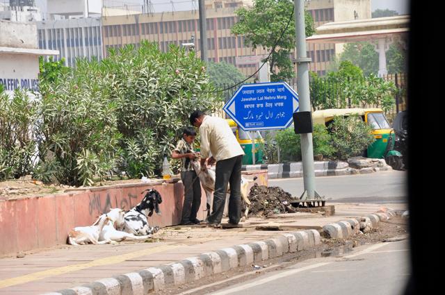A vet attending to goats in New Delhi. (Globetrottermuseum/Shutterstock) A vet attending to goats in New Delhi. (Globetrottermuseum/Shutterstock)