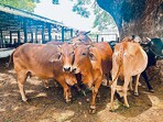 The Bharatiya Janata Party (BJP)-led government increased the budget allocation for cow conservation by three times to <span class='webrupee'>₹</span>250 crore and by 2.5 times for culture department. The Bharatiya Janata Party (BJP)-led government increased the budget allocation for cow conservation by three times to <span class='webrupee'>₹</span>250 crore and by 2.5 times for culture department.