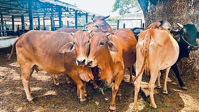 The Bharatiya Janata Party (BJP)-led government increased the budget allocation for cow conservation by three times to ₹250 crore and by 2.5 times for culture department. (HT files ( relevant image) ) The Bharatiya Janata Party (BJP)-led government increased the budget allocation for cow conservation by three times to ₹250 crore and by 2.5 times for culture department. (HT files ( relevant image) )