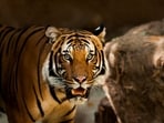 The tiger almost injured the woman as she was leaving the enclosure. The tiger almost injured the woman as she was leaving the enclosure.