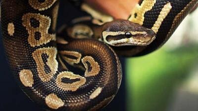 A ball python. (AFP) A ball python. (AFP)