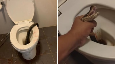 A Thailand man was bitten by a snake while using the toilet. (Facebook/Thanat Thangtewanon) A Thailand man was bitten by a snake while using the toilet. (Facebook/Thanat Thangtewanon)