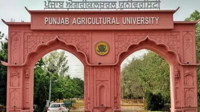 The Punjab Agricultural University here is mulling establishing a model standard farm to make farming into a much more efficient venture. (HT File) The Punjab Agricultural University here is mulling establishing a model standard farm to make farming into a much more efficient venture. (HT File)