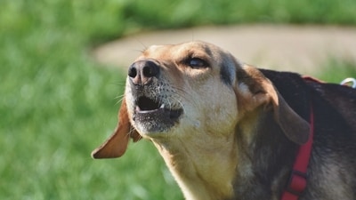 After the dog bite, man from Madhya Pradesh started attacking people. (Pexels) After the dog bite, man from Madhya Pradesh started attacking people. (Pexels)