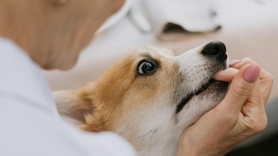 An elderly woman put down her dog on the recommendation of an AI chatbot (Representational image)