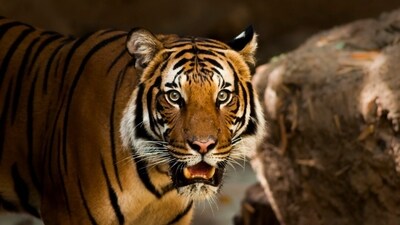 The tiger almost injured the woman as she was leaving the enclosure. (Unsplash) The tiger almost injured the woman as she was leaving the enclosure. (Unsplash)