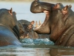 Hippos