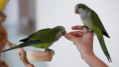 Pune division forest department receives 16 applications in the last five months after MoEFCC made it compulsory for citizens to get licence to possess and breed exotic wild species in captivity. (REUTERS (PIC FOR REPRESENTATION))