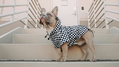 A pug wears its raincoat during its walk (unsplash) A pug wears its raincoat during its walk (unsplash)