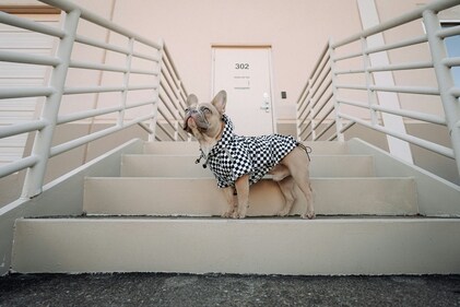 A pug wears its raincoat during its walk (unsplash) A pug wears its raincoat during its walk (unsplash)