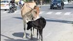The district panchayat and urban development department can take decisions on honorarium based on the number of stray cattle to be dealt with. (File Photo)
