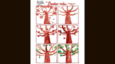 A sketch of a Bombax ceiba by Sefi George. A sketch of a Bombax ceiba by Sefi George.